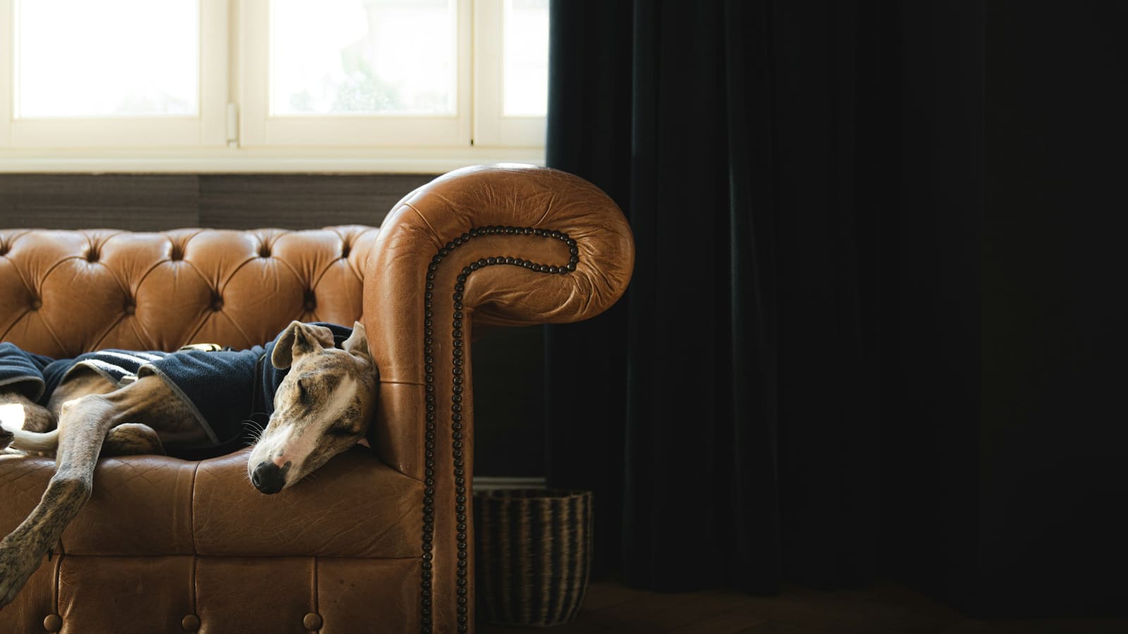 Best Pet Camera UK (2026): Dog & Cat Cameras Compared