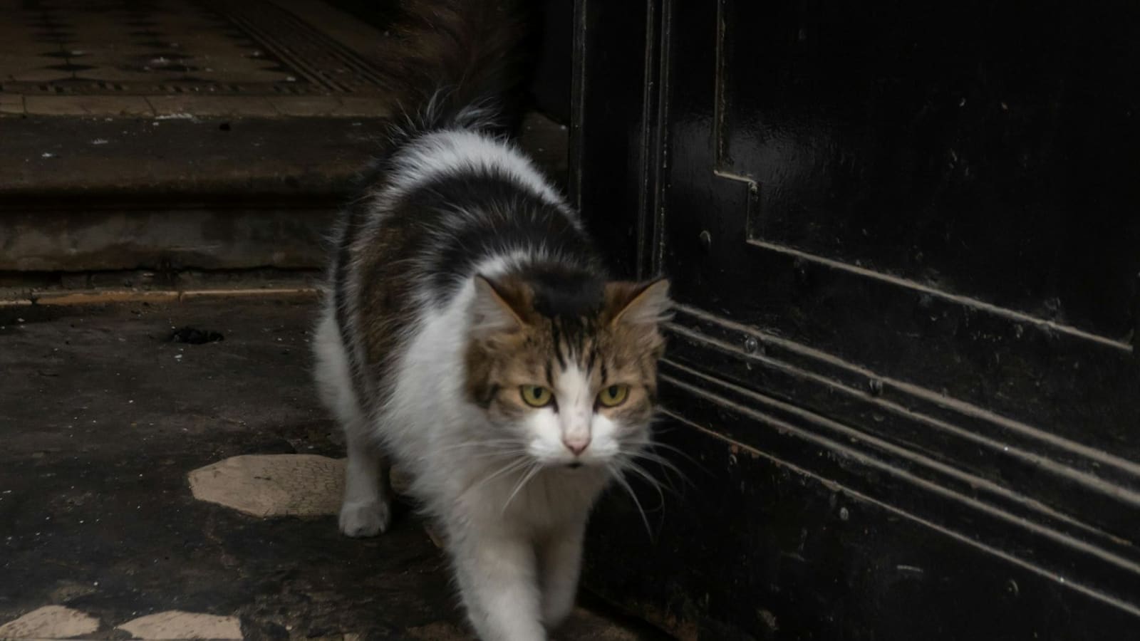 Best Smart Cat Flap UK (2026): 4 Picks Compared